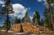 Photo: Holzstapel im Wald Holzstapel im Wald