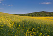 Yellow Meadow