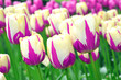 Pink and white tulips
