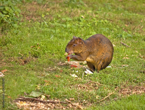 Photo: Agouti Agouti