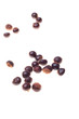 guarana,paullinia cupana guarana,paullinia cupana