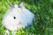 Hase