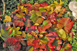 herbstlich