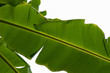 Feuilles de bananier