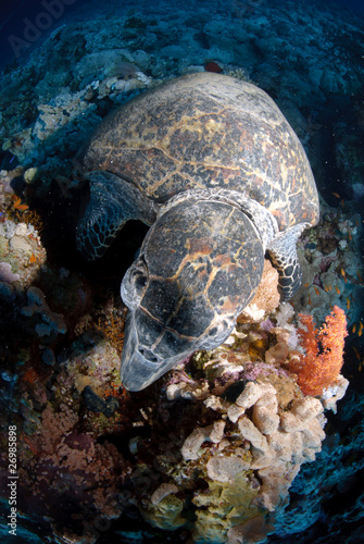 Photo: One Male hawksbill turtle. Red Sea, Egypt. One Male hawksbill turtle. Red Sea, Egypt.