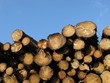 Photo: Holzstapel und Himmel Holzstapel und Himmel