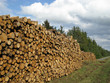Photo: Großer Holzstapel am Waldrand Großer Holzstapel am Waldrand