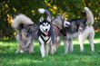 husky
