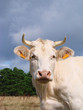 Belle vache Belle vache
