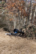 sniper