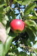 Apfel