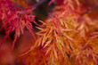 Herbst