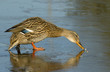 Photo : Mallard on the ice