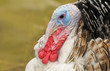 Turkey gobbler