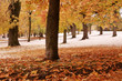 First snow in the park
