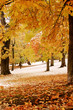 First snow in the park