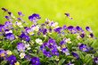 Pansies