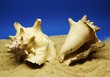 Muscheln