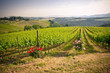 Typical Tuscan landscape