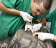 Vet operating animal