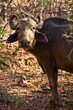 Aravalli Wasserbueffel 1