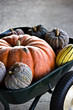 Pumpkin
