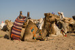 Camels Of The Beduins Camels Of The Beduins
