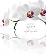 White Orchid on white background