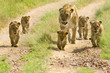 lioness walking her five cubs through Kenya's Masai Mara