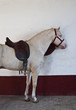 Caballo albino