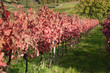 Weinherbst in der Wachau