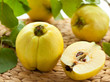 Still life with quinces