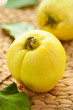 Still life with quinces