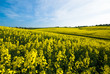 Rapsfeld