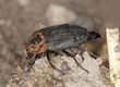 Red-breasted carrion beetle (Oiceoptoma thoracicum)