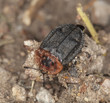 Red-breasted carrion beetle (Oiceoptoma thoracicum)
