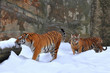 amur tigre con i suoi giovani