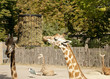 giraffe