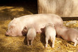 Pig feeding pets