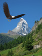 Americký orol bielohlavý modrá obloha montain