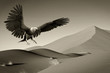 american bald eagle desert huntting old