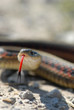 Snake Tongue