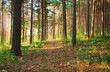sunset forest