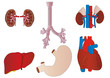 Vector a set of an internal of the person of a kidney, a liver, Vector a set of an internal of the person of a kidney, a liver,