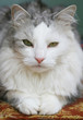 Grey cat