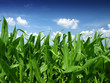 Cornfield with Clouds on Bright Summer Day Cornfield with Clouds on Bright Summer Day