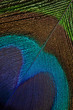 Peacock Feather