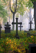 cemetary in fog in autumn