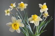 Narzissus