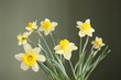Narcissus